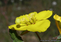 Image de Camissoniopsis bistorta (Nutt. ex Torr. & A. Gray) W. L. Wagner & Hoch