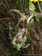 Image de Camissoniopsis bistorta (Nutt. ex Torr. & A. Gray) W. L. Wagner & Hoch