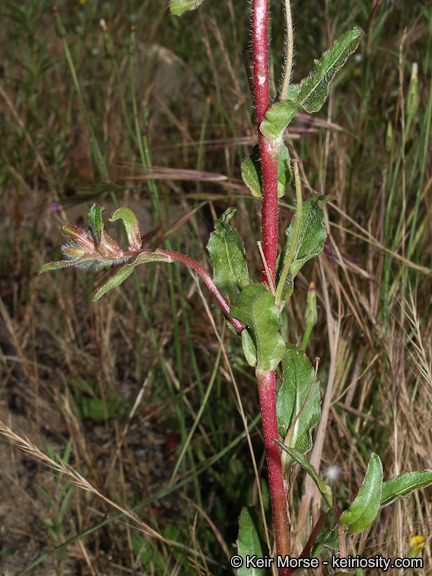 Image de Camissoniopsis bistorta (Nutt. ex Torr. & A. Gray) W. L. Wagner & Hoch