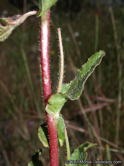 Image de Camissoniopsis bistorta (Nutt. ex Torr. & A. Gray) W. L. Wagner & Hoch