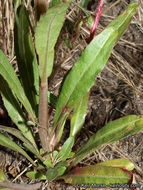 Image de Camissoniopsis bistorta (Nutt. ex Torr. & A. Gray) W. L. Wagner & Hoch