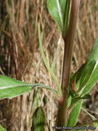 Image de Camissoniopsis bistorta (Nutt. ex Torr. & A. Gray) W. L. Wagner & Hoch