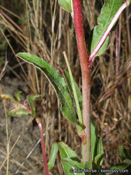 Image de Camissoniopsis bistorta (Nutt. ex Torr. & A. Gray) W. L. Wagner & Hoch