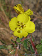 Image de Camissoniopsis bistorta (Nutt. ex Torr. & A. Gray) W. L. Wagner & Hoch