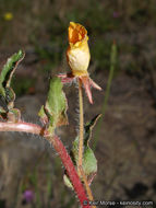 Image de Camissoniopsis bistorta (Nutt. ex Torr. & A. Gray) W. L. Wagner & Hoch