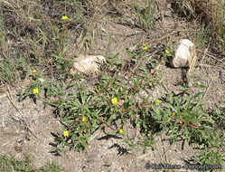 Image de Camissoniopsis bistorta (Nutt. ex Torr. & A. Gray) W. L. Wagner & Hoch