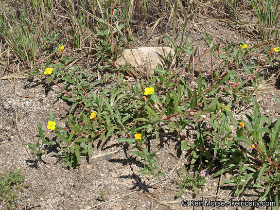 Image de Camissoniopsis bistorta (Nutt. ex Torr. & A. Gray) W. L. Wagner & Hoch