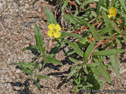 Image de Camissoniopsis bistorta (Nutt. ex Torr. & A. Gray) W. L. Wagner & Hoch