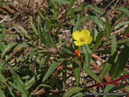 Image de Camissoniopsis bistorta (Nutt. ex Torr. & A. Gray) W. L. Wagner & Hoch