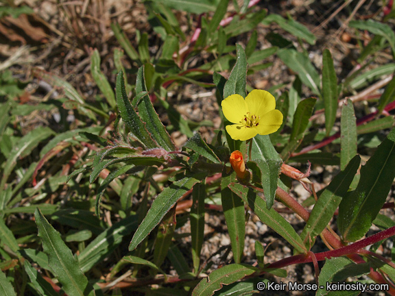 Image de Camissoniopsis bistorta (Nutt. ex Torr. & A. Gray) W. L. Wagner & Hoch