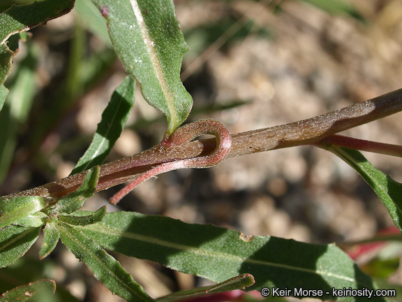 Image de Camissoniopsis bistorta (Nutt. ex Torr. & A. Gray) W. L. Wagner & Hoch