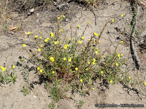 Image de Camissoniopsis bistorta (Nutt. ex Torr. & A. Gray) W. L. Wagner & Hoch