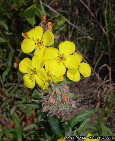 Image de Camissoniopsis bistorta (Nutt. ex Torr. & A. Gray) W. L. Wagner & Hoch