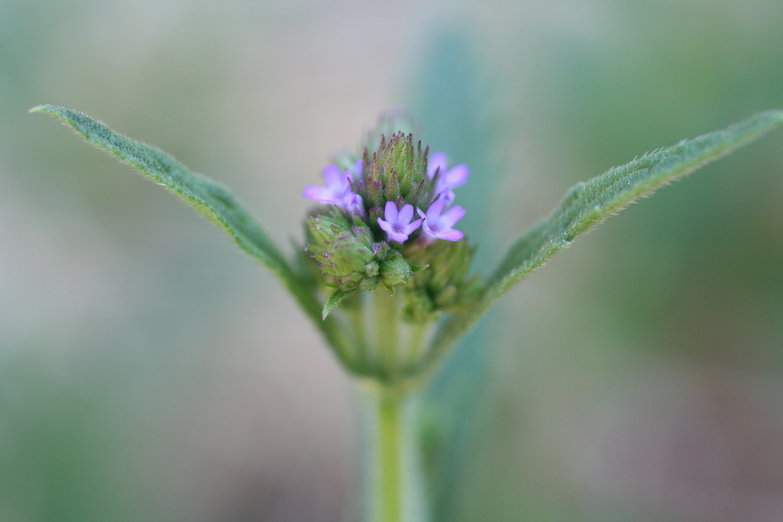 Sivun Verbena litoralis Kunth kuva