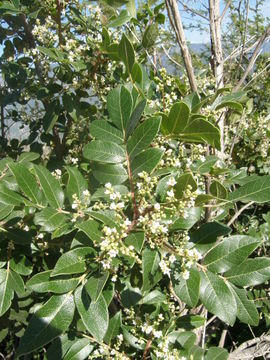 Image of Rhus tepetate Standl. & P. A. Barkley