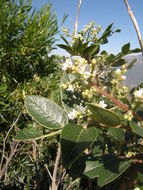 Image of Rhus tepetate Standl. & P. A. Barkley