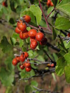 Image of <i>Rhus aromatica</i> var. <i>trilobata</i>