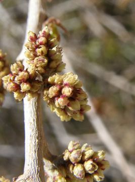 <i>Rhus aromatica</i> var. <i>simplicifolia</i> resmi