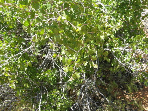 Image of <i>Rhus aromatica</i> var. <i>simplicifolia</i>