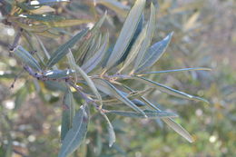 Image of Silverleaf Oak