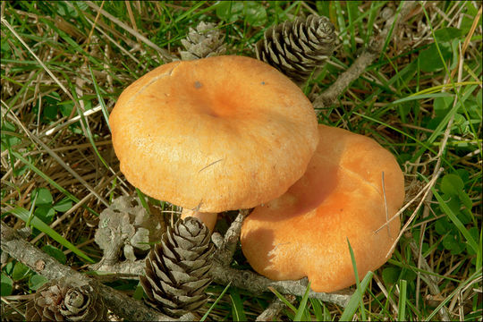 Слика од Lactarius porninsis Rolland 1890