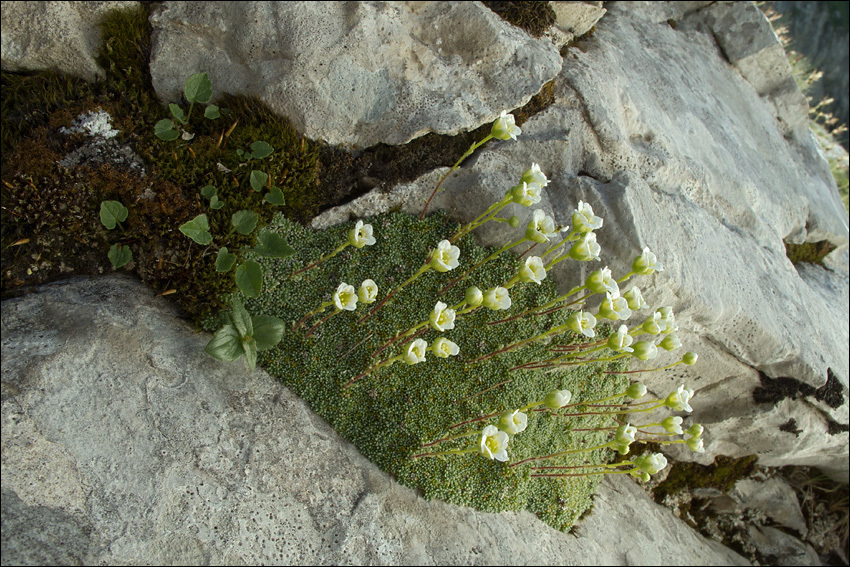 Imagem de Saxifraga squarrosa Sieber