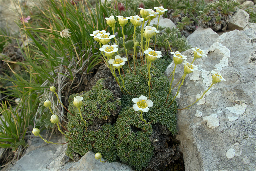 Image of Saxifraga squarrosa Sieber