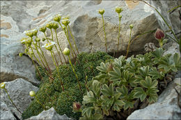 Sivun Saxifraga squarrosa Sieber kuva