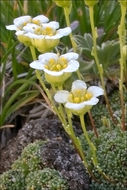 Imagem de Saxifraga squarrosa Sieber