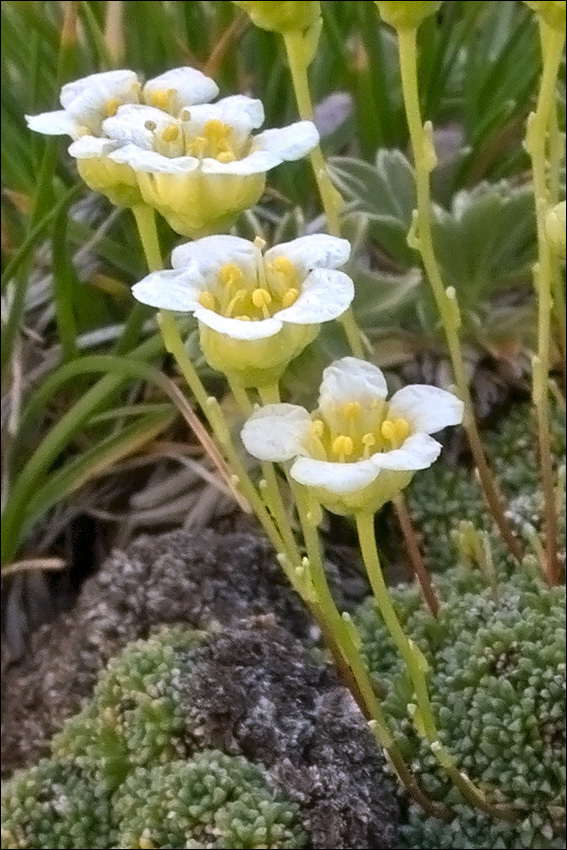 Sivun Saxifraga squarrosa Sieber kuva