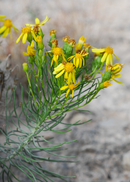 Image of Warnock's ragwort