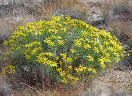 Image of Warnock's ragwort