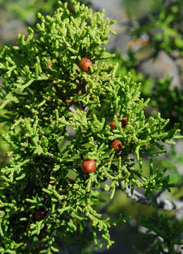 Image de Juniperus pinchotii Sudw.