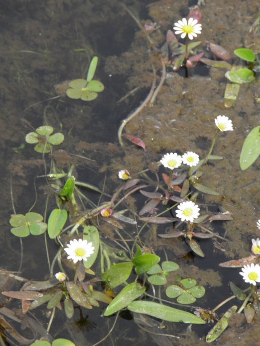 Imagem de Jaegeria glabra (S. Wats.) B. L. Robinson