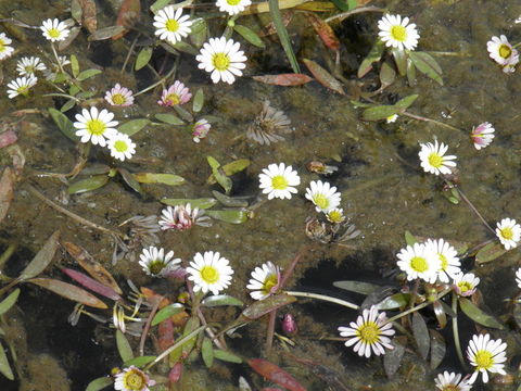 Image of Jaegeria glabra (S. Wats.) B. L. Robinson