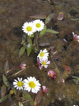 Image of Jaegeria glabra (S. Wats.) B. L. Robinson