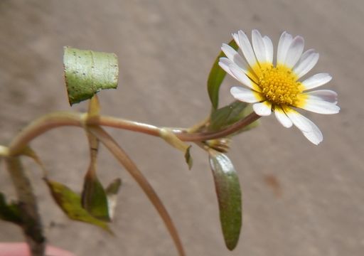 Image of Jaegeria glabra (S. Wats.) B. L. Robinson