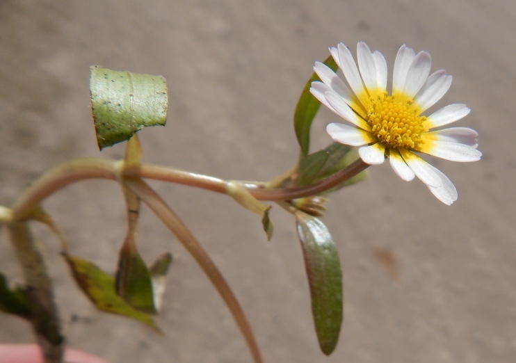 Image of Jaegeria glabra (S. Wats.) B. L. Robinson