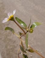 Image of Jaegeria glabra (S. Wats.) B. L. Robinson