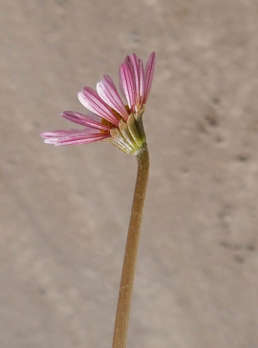 Image of Jaegeria glabra (S. Wats.) B. L. Robinson