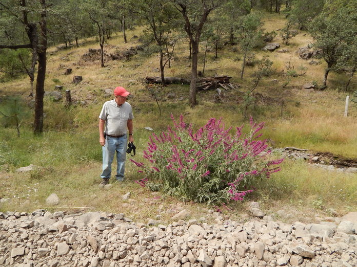 Imagem de Salvia townsendii Fernald