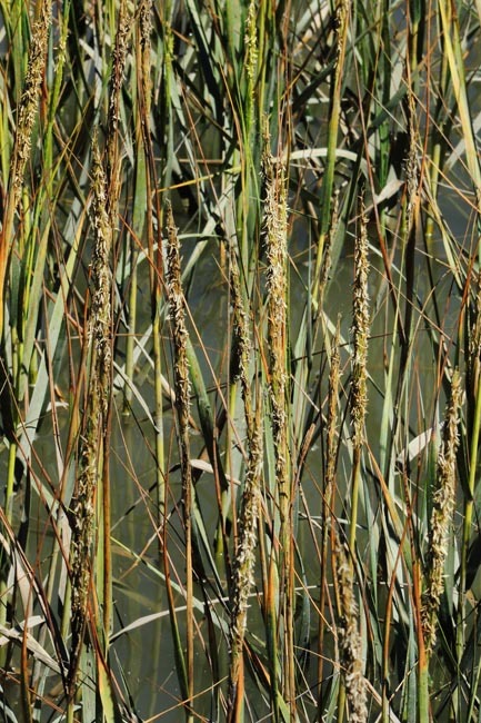 Image of California cordgrass