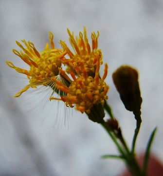 Imagem de Ericameria arborescens (A. Gray) Greene