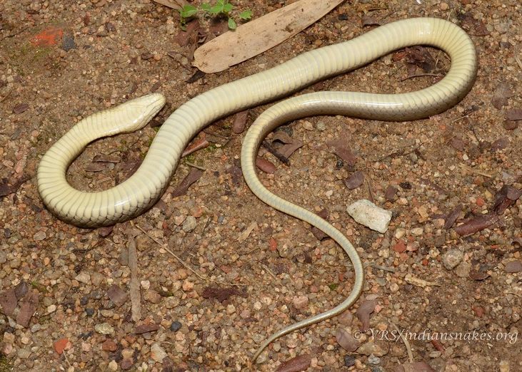 Image of Checkered Keelback Snake