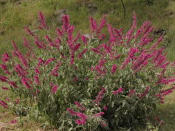 Imagem de Salvia townsendii Fernald