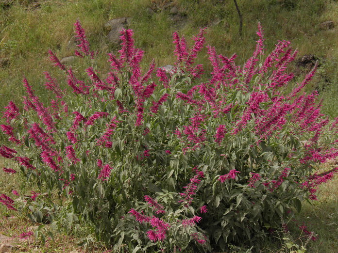 Image of Salvia townsendii Fernald