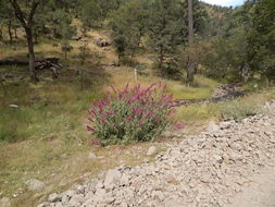 Imagem de Salvia townsendii Fernald