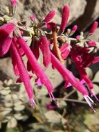 Image of Salvia townsendii Fernald