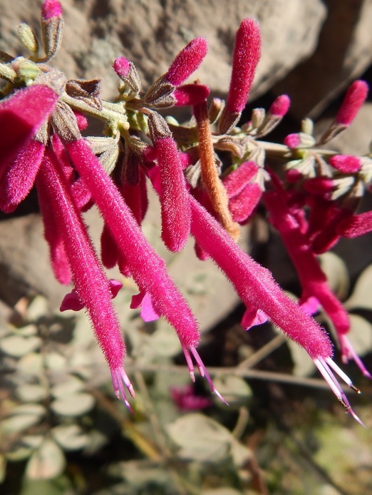 Imagem de Salvia townsendii Fernald