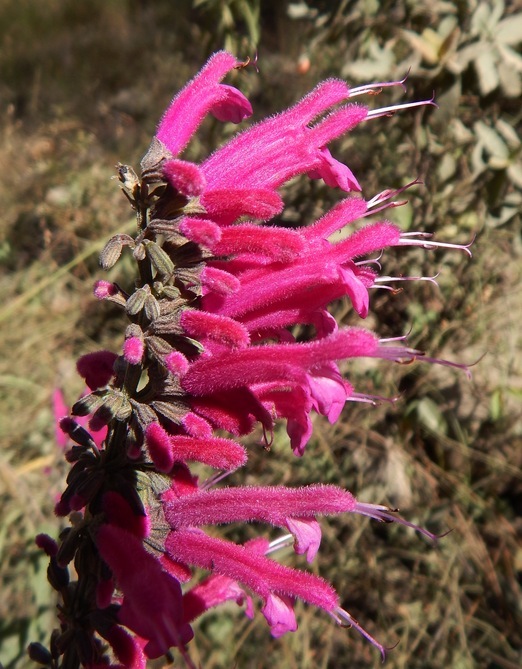 Image of Salvia townsendii Fernald